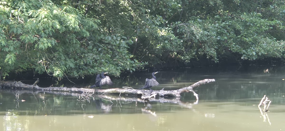 AutoAnathema's tweet photo. Black herons https://t.co/9wDF0PPooj