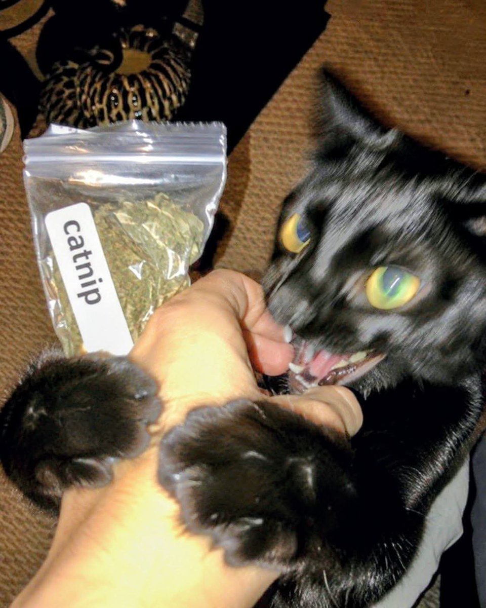 pablo_picato's tweet photo. If someone tried to take my $GME shares https://t.co/J0W3s9Yb7H
