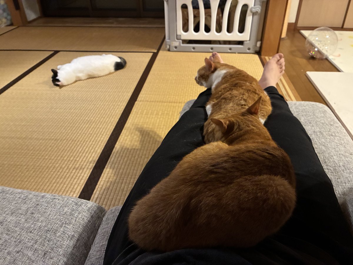 Cat_Designyer tweet picture