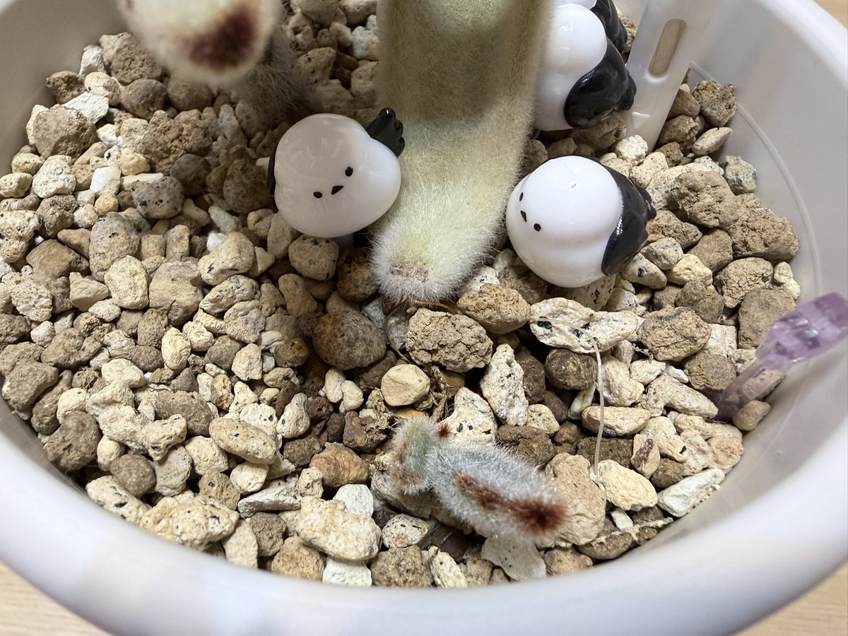 Hozyami_conan's tweet photo. 33週経過🌱
葉挿しを始めた時の葉が役目を終えたから日曜日から独り立ち！まだ暑い夏は続くけど耐えるんだ！☀️ https://t.co/sDJB0w77uC