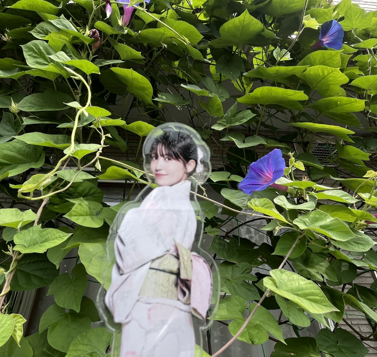 syuma0808's tweet photo. 逢田さん、朝顔のグリーンカーテンだよ！
結構すずしいよ！
#あいださんぽ https://t.co/daUNhqdW7F