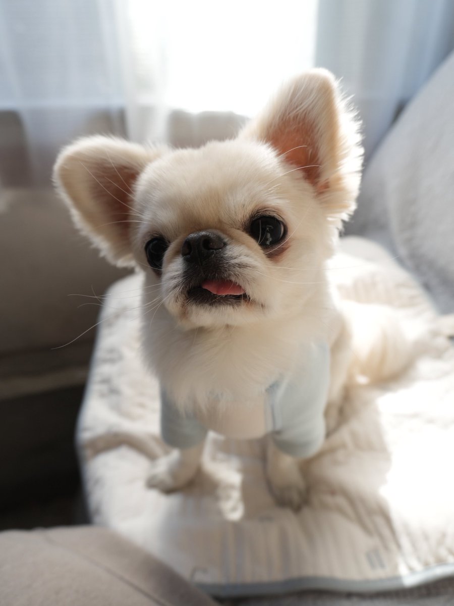 pomutarou__'s tweet photo. #ahamoわんこ部 
応募します🐶💕

ポム/ペキチワ/2歳/常に出ている舌 https://t.co/AYdM6PBTxp