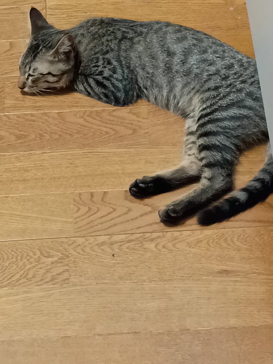 konekonomu's tweet photo. もう隠れて寝なくても大丈夫🐱
でも人間が気になってすぐに起きちゃうから、眠くていろんなところでウトウト😴まとまって寝られにゃい😴
ママ(私)が見えるところに居たくて、ママの行くとこどこでもついてくる😽💕そして眠気に負けてパタリ😽💤 https://t.co/QB5SoT2h9M