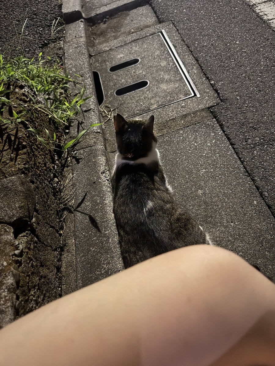 TKice_fish's tweet photo. 散歩しながら酒飲んでたら放し飼いされたねこｻﾝと仲良くなった https://t.co/1KdkiwtDz5