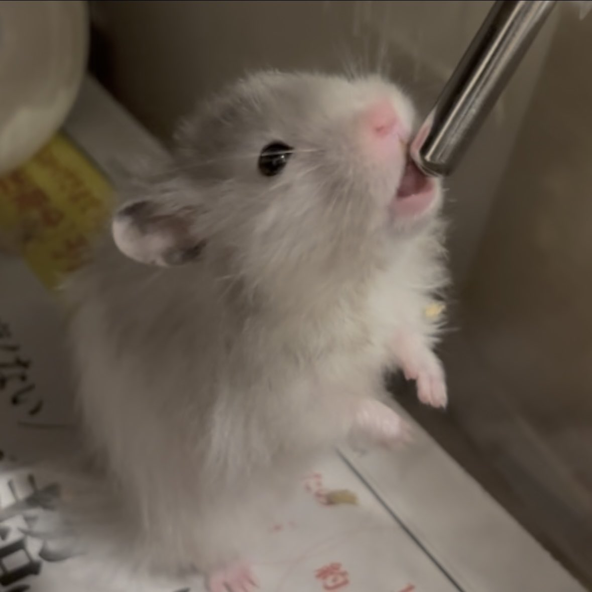 HamsFactory's tweet photo. カイくんが居なくなって1ヶ月🥲いま、可愛いお仏壇的なものを作ってます🐹✨ https://t.co/j8FuMwLuNA