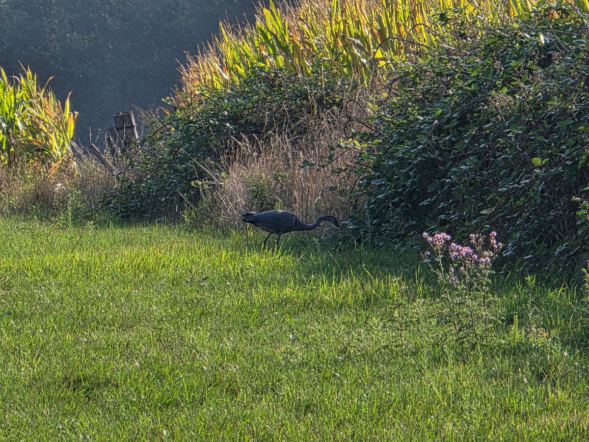 ScheldtRambler's tweet photo. Eerste post. Blauwe reiger in het Scheldeland.

Vanmorgen op het gras, tussen de maïs en de haag.

#scheldeland #blauwereiger #vlaanderen #natuurfotografie #scheldevallei

 📸 https://t.co/w5TTwxt3oO https://t.co/qfEYTMjwoK