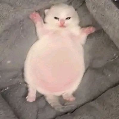 yeah_im_a_frog's tweet photo. @Deimitoss @cr4ckbabyv Lo maximo que me ha pasado a mi ha sido acabar dormida con la panza llena de comida. https://t.co/oBsCORzkOj