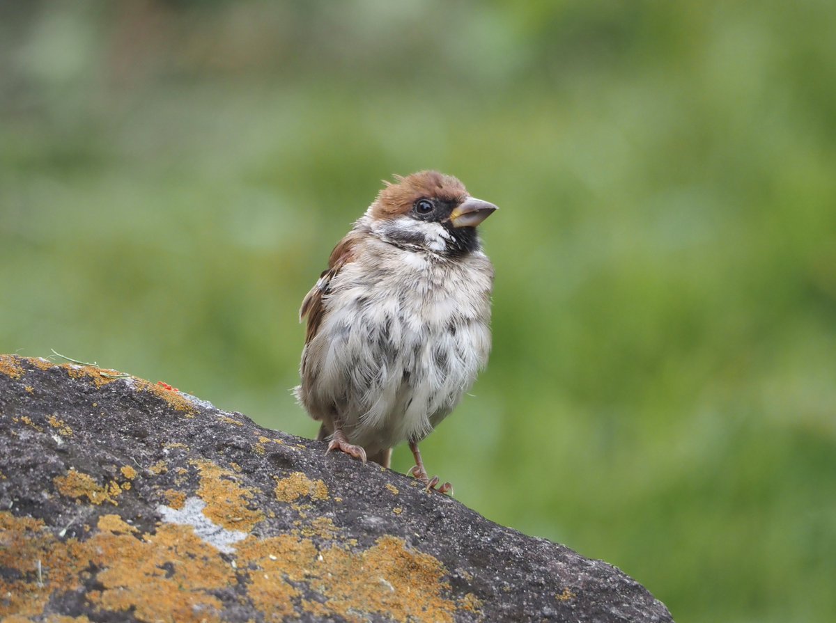 chunchu0803's tweet photo. おご馳走見つけたね🌾

#すずめ #sparrow 
#ちゅん活 https://t.co/DblwiEVO2o