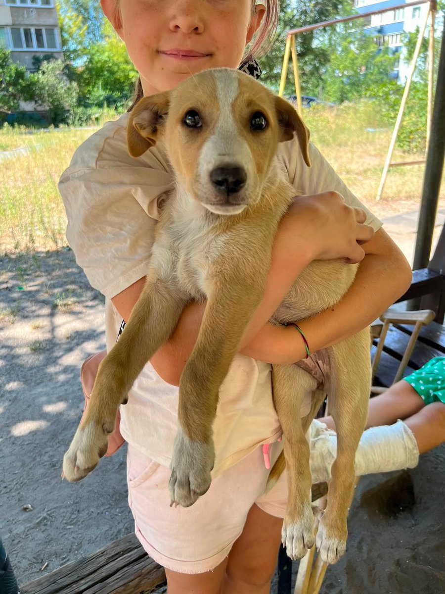 help_animals_dn's tweet photo. Від нас знову інфо ℹ️ 

Цуценята хлопчик та дівчинка шукають родину ,подаруйте  їм любов ,репост🙏🤞🏼🐾🐶🆘💔

0950295059,Дніпро https://t.co/d1GqLi0os2