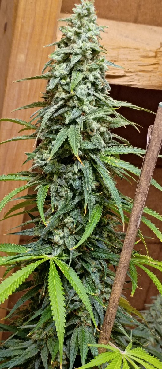 TopTierTerps2's tweet photo. ITS MY BIRTHDAY! 🥳🎈 Let's see them grows! Here's my Muriel's Prom and Chem Gem both bred by me finishing up 😁 https://t.co/Fk6x5pgRns