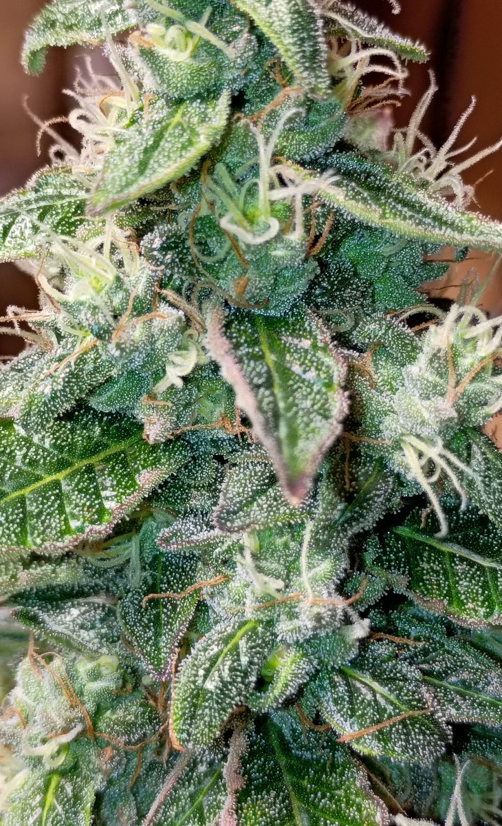 TopTierTerps2's tweet photo. ITS MY BIRTHDAY! 🥳🎈 Let's see them grows! Here's my Muriel's Prom and Chem Gem both bred by me finishing up 😁 https://t.co/Fk6x5pgRns