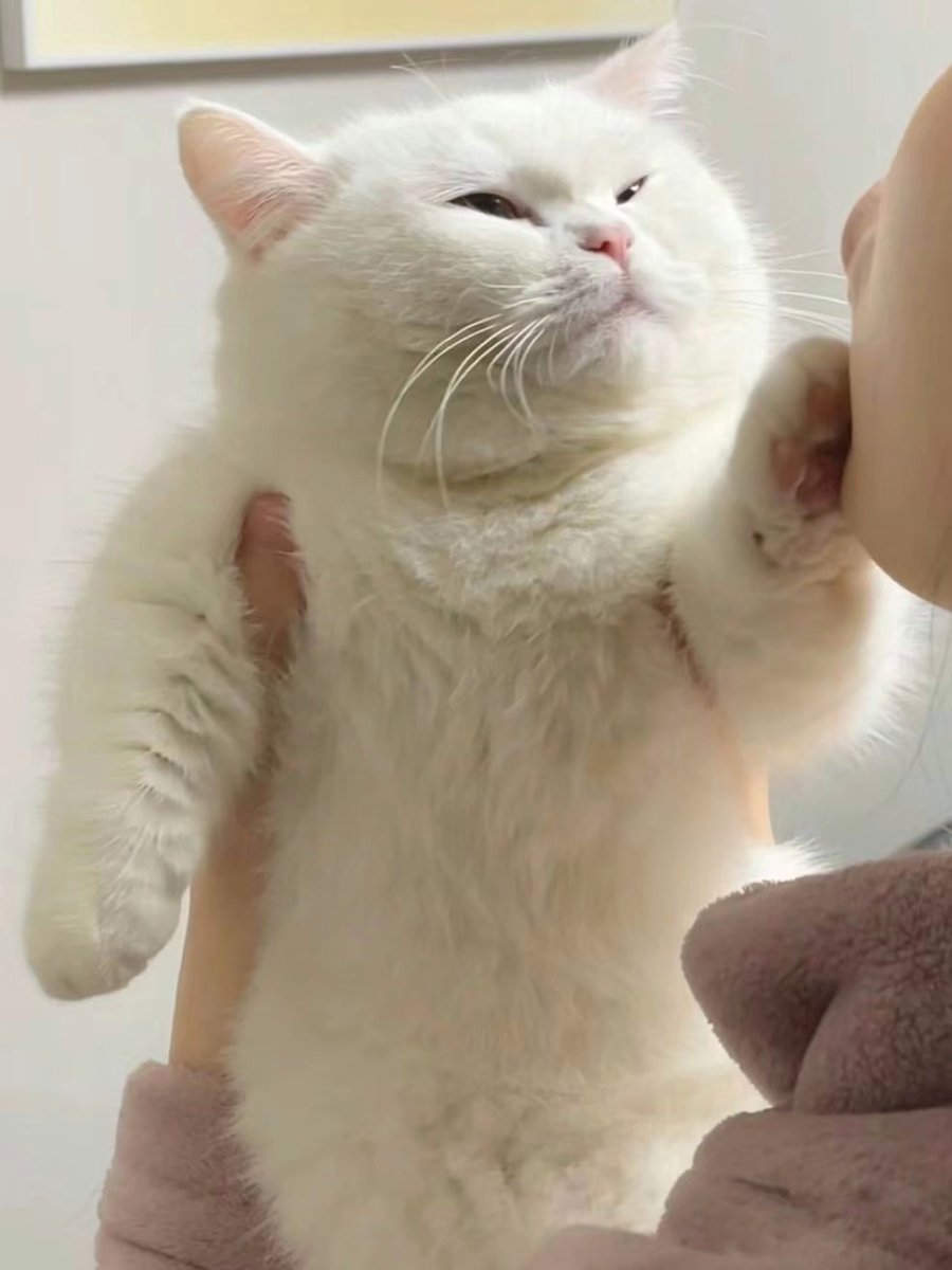 nocontextscats's tweet photo. NO KISSES!!! https://t.co/U8P8rxdjmP