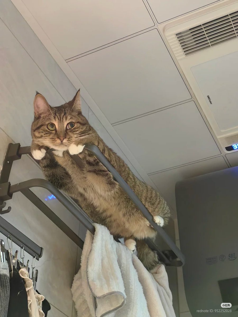 nocontextscats's tweet photo. overthinking https://t.co/FJ2Dsc2X61
