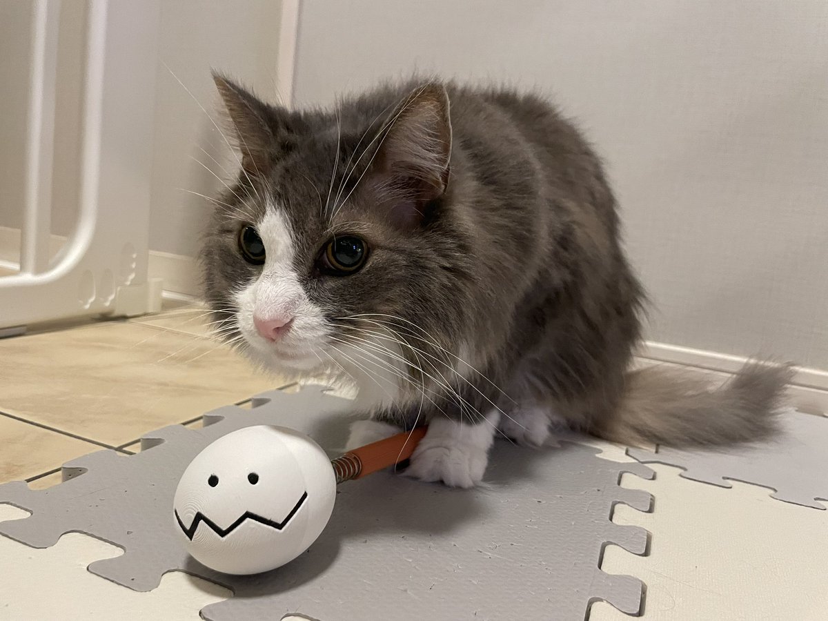 tora_dotcom's tweet photo. 夫がびんよよ好きすぎて3Dプリンターで自作😂なんとかなれーッ！ってはしゃいでる😇
せっかくなので我が家のハチワレとうさぎと共に撮影(🐰は気に入らなかったのか咥えてぶん投げてた笑)
#ちいかわ https://t.co/P4duwB7prq