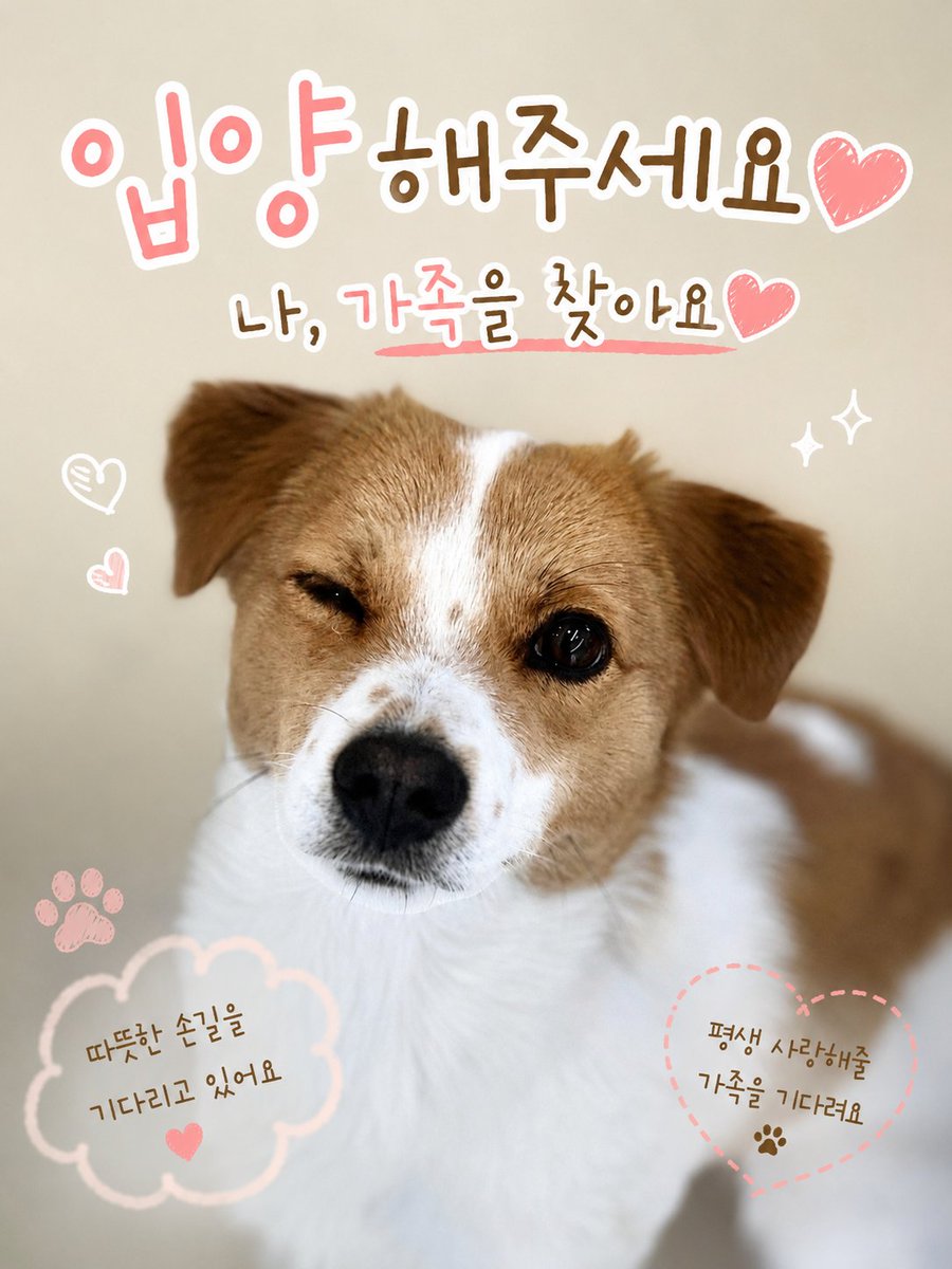 rich_mangaji's tweet photo. 티켓팅도 성공했겠다 덕 좀 쌓아볼게 #입양홍보

원 주인이 처음 입양해서 거의 하루 종일 유치원에 맡겨 놓더니... 결국... ^^... 못 키우겠다 함 ㅌㅋㅋㅋㅋ 그래서 이 친구는 어디에? 유치원에 산다ㅠ

이거 완전 영화 <터미널> 아니냐구ㅠ 그치만!!!! 여러분의 알티와 관심으로 신비에게 새집이 생길 수 있지‼️‼️

신비는 중형견이라 쉼터의 대형견이 어려웠던 분에게 강추 👍
유치원 종일반하면서 사회성 마스터한 강쥐라 처음 키우는 분께도 강추 🫶