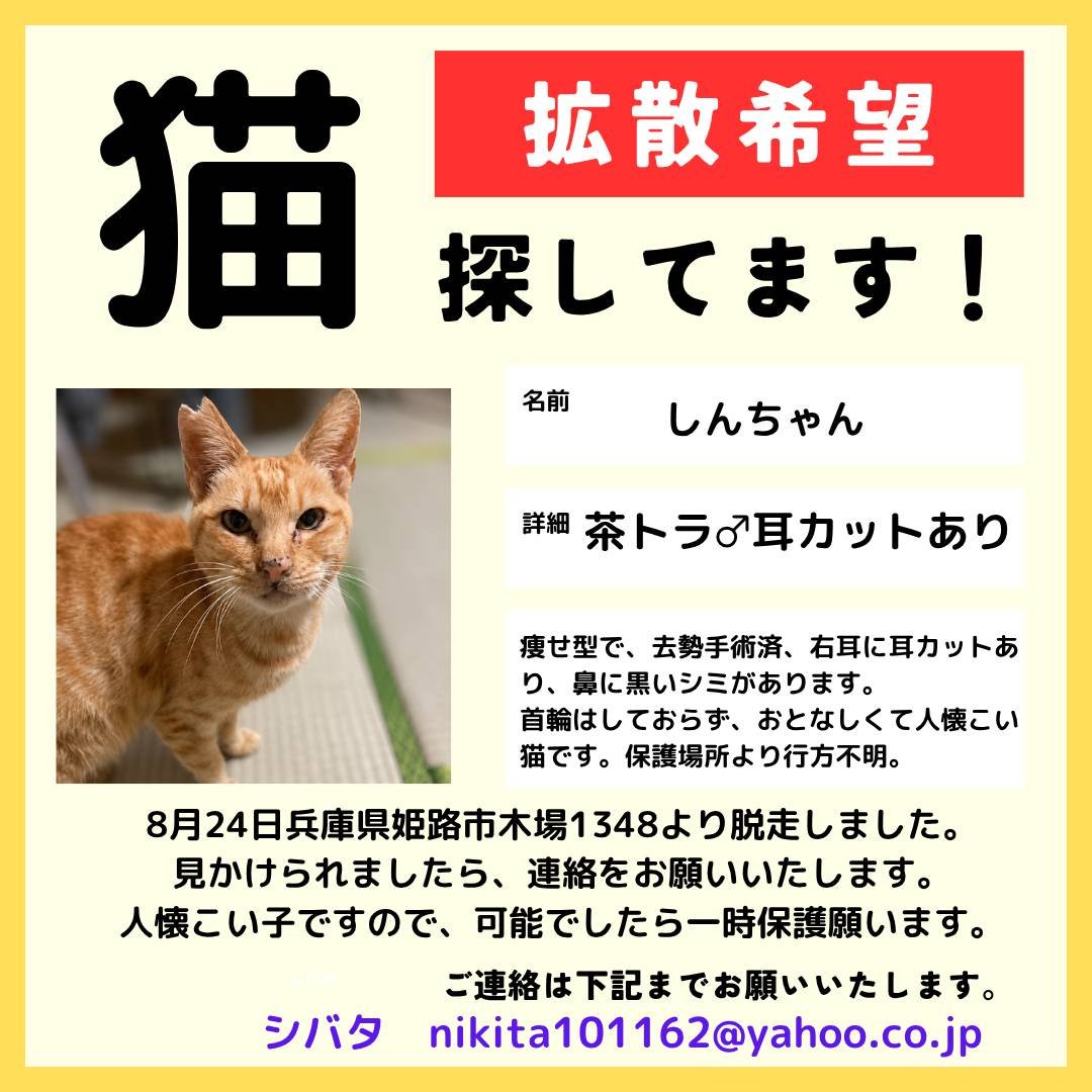 fuga1yukichi2's tweet photo. 皆様にたくさんの応援をいただきながら、情けないことにホームレスキャットの拠点で保護していた「しんちゃん」を脱走させてしまいました。
現地メンバーが探していますが見つかりません。
兵庫県姫路市木場1348付近で見かけた方はご連絡くださいますようお願いいたします。

#猫　#迷子猫　#姫路 https://t.co/nLn8TYugAf
