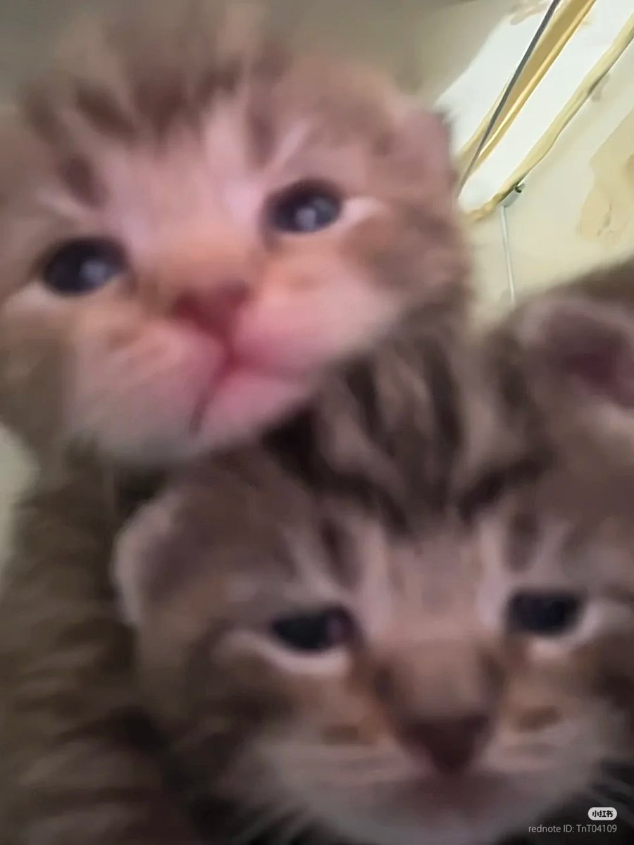 nocontextscats's tweet photo. babies https://t.co/GNwZznCsdN