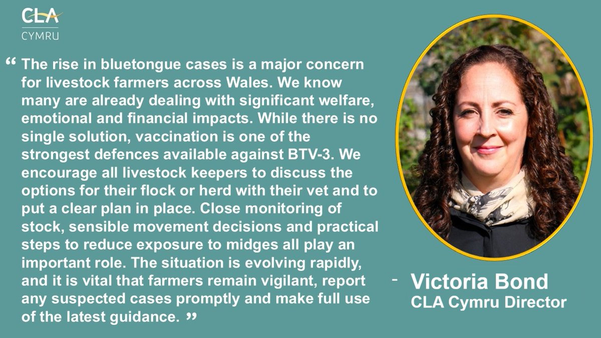 CLACymru's tweet photo. CLA Cymru is urging livestock farmers across Wales to remain vigilant as the number of bluetongue cases continues to climb and further detections are expected while midge activity remains high during the recent prolonged hot weather.

More at: https://t.co/3z1jC3n0m1

#CLACymru https://t.co/h0xwb5Qw6R