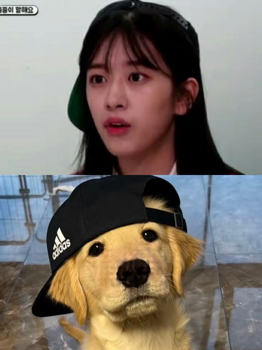lostinyujin's tweet photo. she's never beating the golden retriever allegations im afraid ✨🐶 ahn ddaengddaeng hehe https://t.co/ziDzHnPbUw
