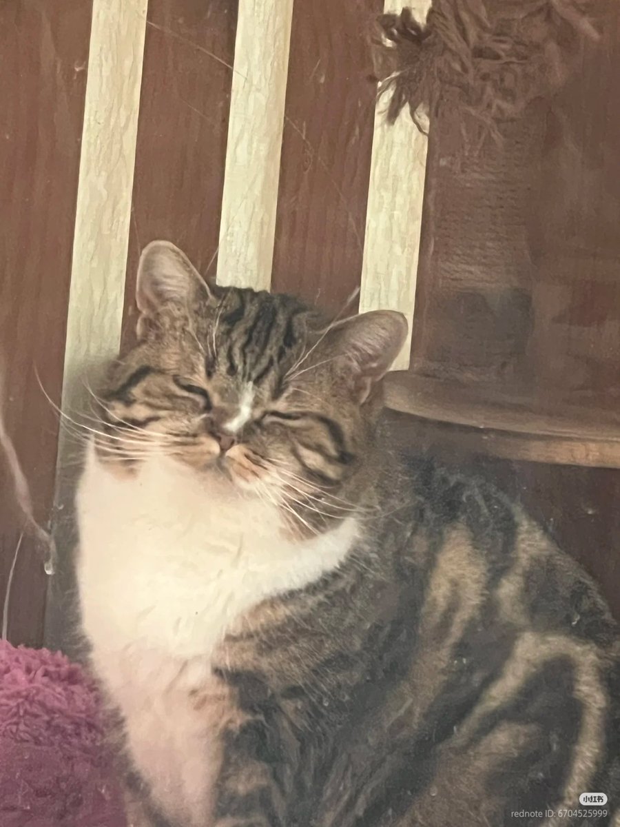 nocontextscats tweet picture