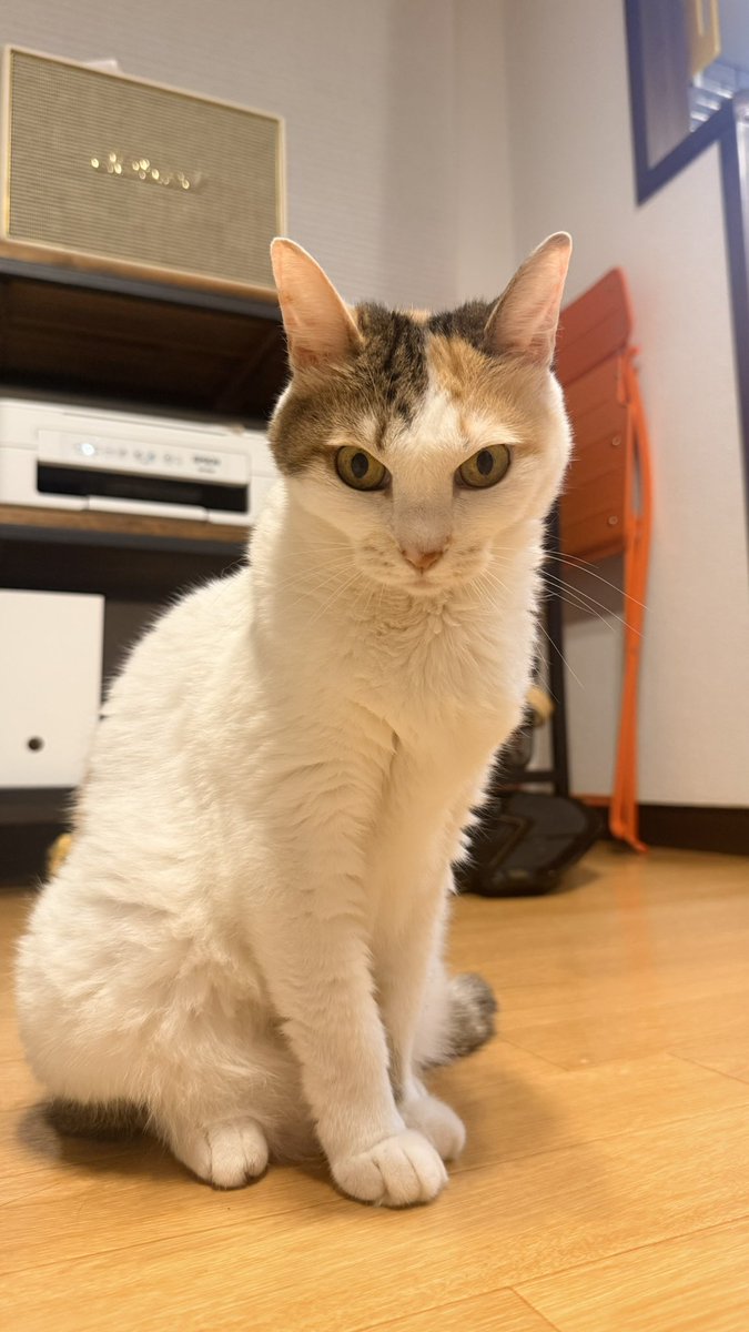 ichiRingo's tweet photo. もず様…誕生日…すっかり忘れてて…まじでごめん…😭🙏🙏

8/7で11歳をむかえました！！

ずっと元気でいてね！！

バチギレてそうでキレてないもず様。 https://t.co/bb4px7aevI