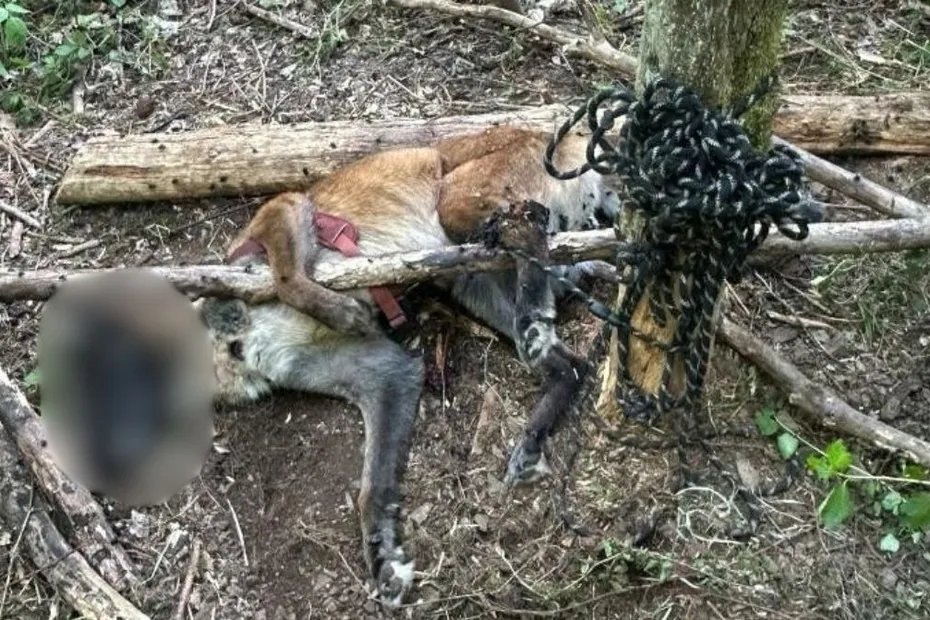 F3Alsace's tweet photo. Un homme jugé pour avoir abandonné son chien attaché à un arbre, l'animal est mort après six jours sans boire ni manger
https://t.co/dN9kDD6Ht3 https://t.co/rBe19vNa3U