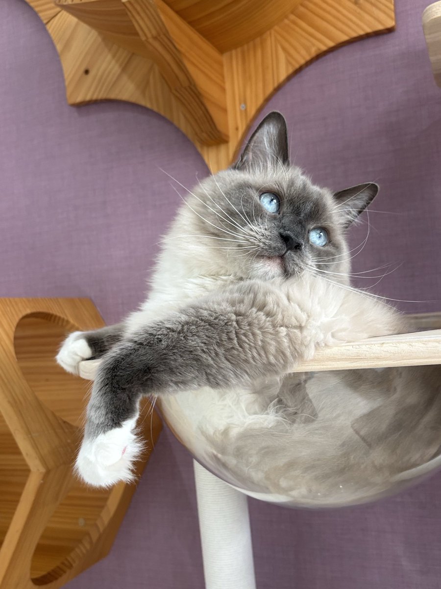 Chikakojune's tweet photo. 女の子をおどかしたりしてちょっとワルイ子なんだけど、可愛いとし💕。
#猫カフェラグドールとうしろう https://t.co/exEFk5vpXp