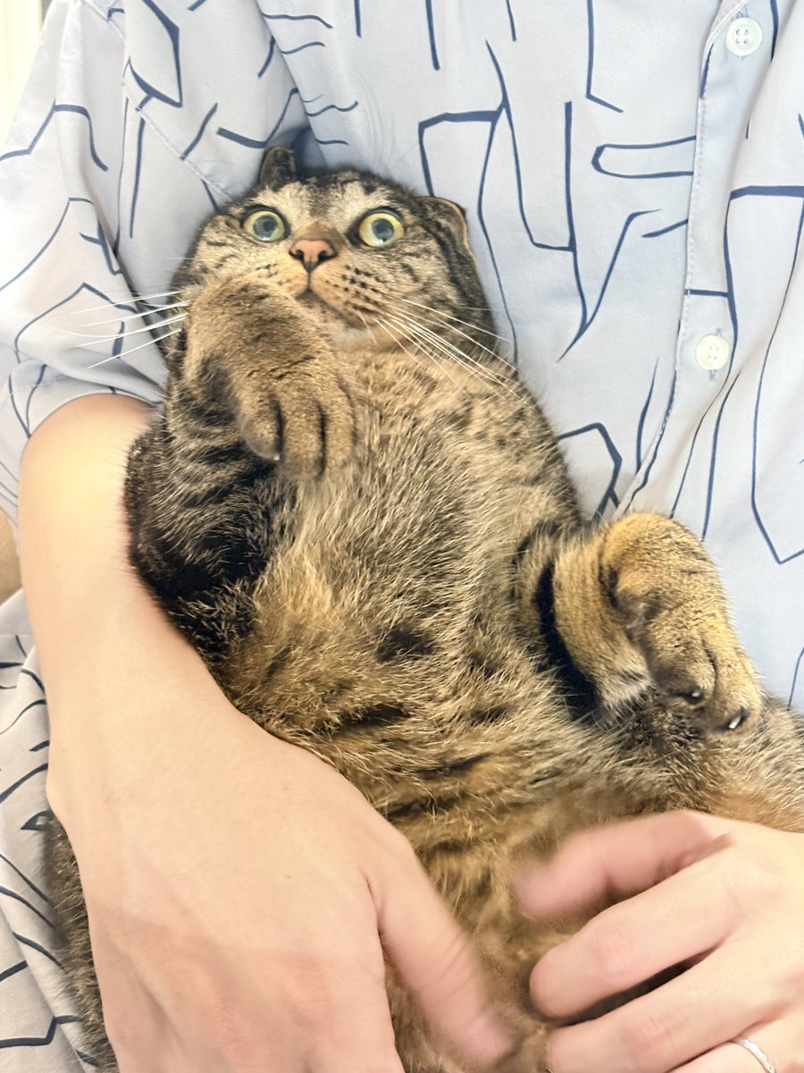 chiico_hime's tweet photo. コレは旦那に捕まってどうやって逃げるかタイミングを伺ってる猫(*ΦωΦ*)

 #1日1猫いや今日は3猫だわね https://t.co/c4VQJ6RxcH
