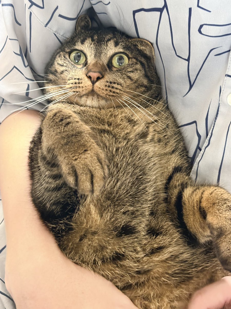 chiico_hime's tweet photo. コレは旦那に捕まってどうやって逃げるかタイミングを伺ってる猫(*ΦωΦ*)

 #1日1猫いや今日は3猫だわね https://t.co/c4VQJ6RxcH