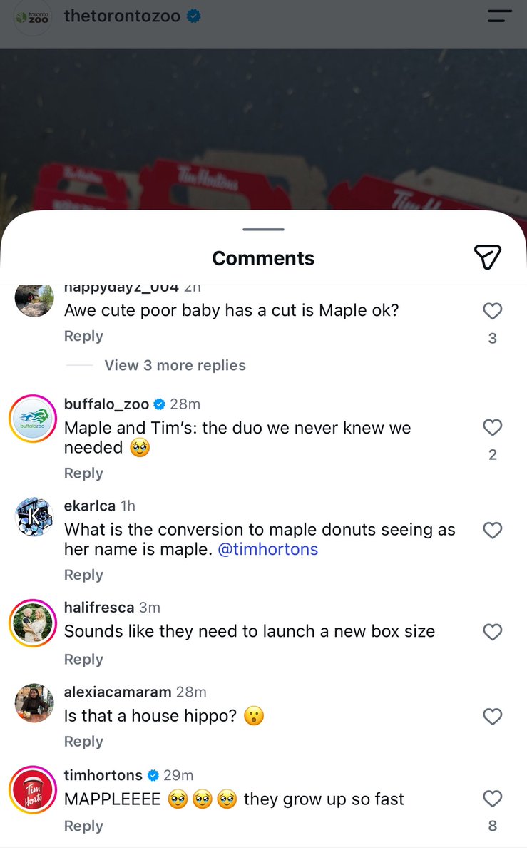 TzTinyTankSol's tweet photo. I just realized this is the first #Maple post from the @TheTorontoZoo since we gifted them their blue check mark. Already over 165k views, let’s see this post hit 1m views! @TimHortons I saw already showing love on Instagram 😍 https://t.co/tEed1QBLsR