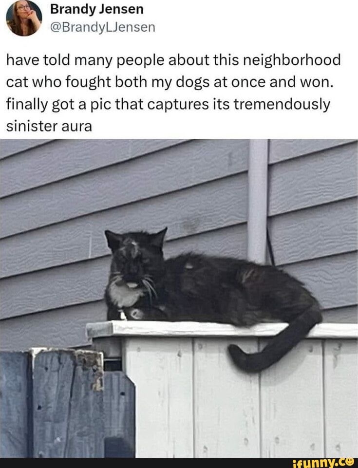 justasmolcat's tweet photo. https://t.co/rz12D1Xi1q