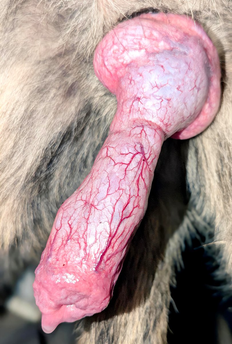 KellySlut124230's tweet photo. Hot asf‼🥵🍑🍆

https://t.co/p6Tl2bEycu…

#sissy #sissycaption #sissycaptions #sissyslut #femboy #crossdresser #slut  #transgender #transgirl #iwantcock #feminine #sissyhypno #zoo #k9art #k9  #k9girl #Aigirl #AIArtwork #doggystyles #Beastmode #BeastBeat #zoophiletwt #zoophili https://t.co/h0mfmk0o90