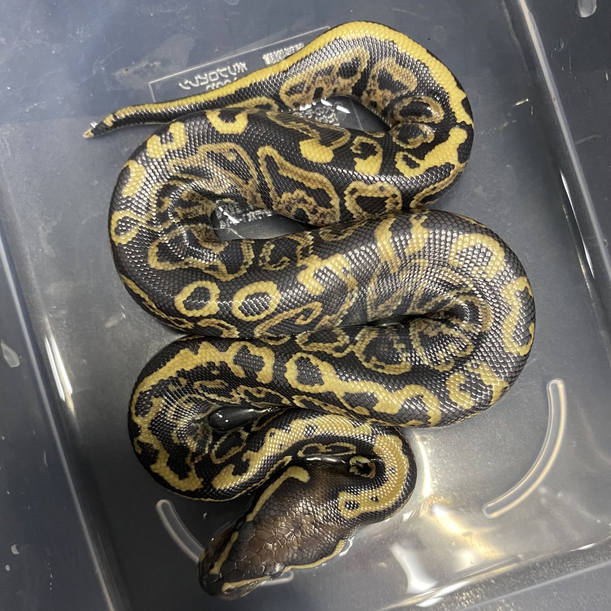 SunStarReptiles's tweet photo. Guess who I am??? Cute?
私はどんなモルフでしょう？

#Ballpython #JapanToWorld #ボールパイソン #日本から世界へ #CB2026 #JPCB https://t.co/k8pl7S2vFv