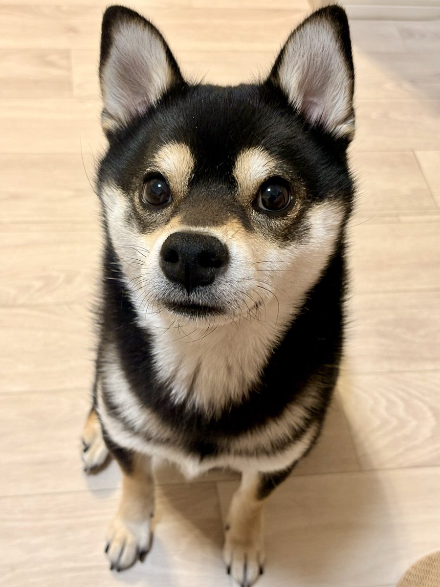 pateraHANA's tweet photo. お耳おおきくてかわいいね https://t.co/wOzvUL0Le1