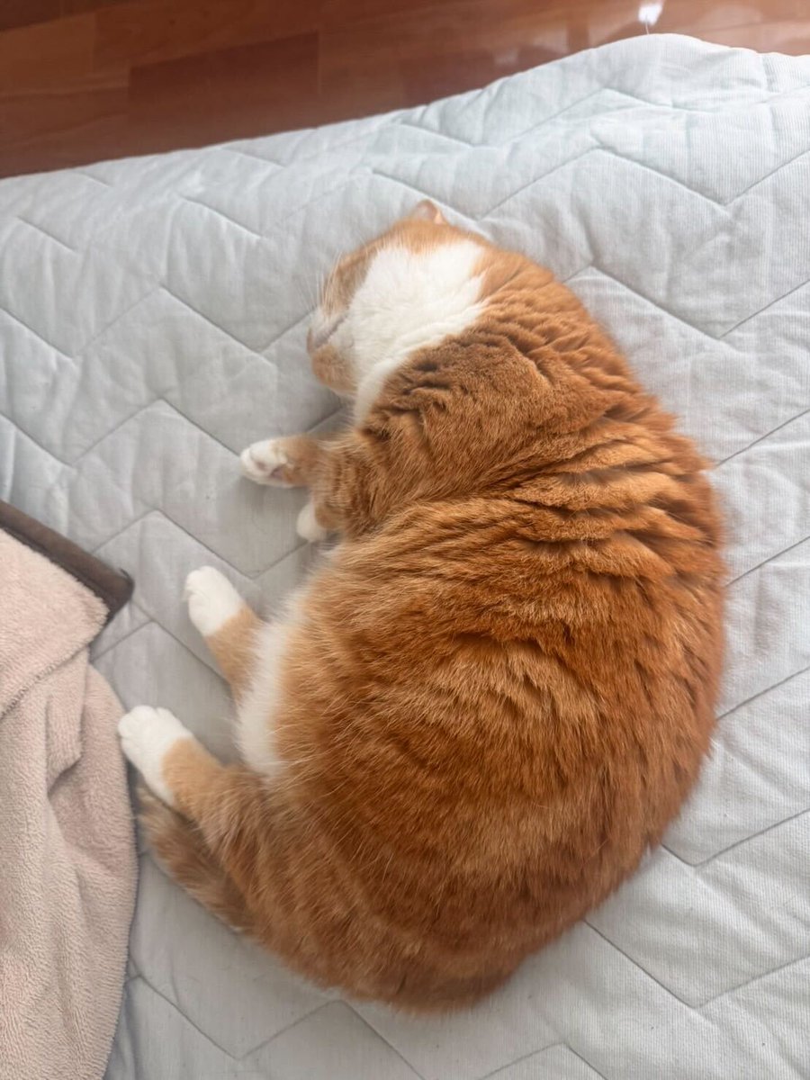 neko_mks's tweet photo. 皆さま、本日もお疲れ様でした🐈

北陸地方の大雨の影響が心配ですね💦
日本中の皆さんが、安心して過ごせますように。

ねこ事務局長のもふもふパワーでお祈りしてます🙏

＃企業公式がお疲れ様を言い合う
＃企業公式相互フォロー
＃猫 https://t.co/SVrssiERby