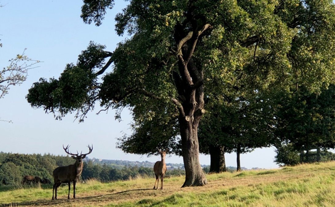 BarnsleyMHT's tweet photo. Visitors may know Bertie at @wcgtrust, the impressive red deer stag who returns each autumn to feast beneath two historic pear trees in the parkland.

Now, Wentworth are on a mission to uncover their story... 👀🍐

Find out more: https://t.co/tCV9WyMu8m https://t.co/pLfKsqqKZF