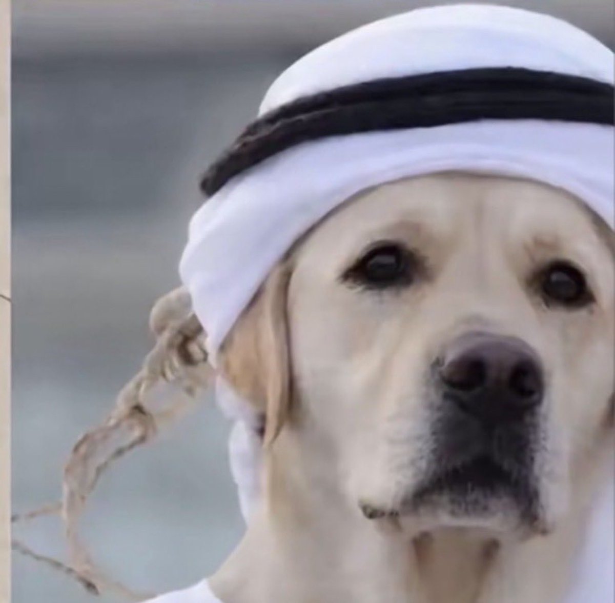 Al3asof_2's tweet photo. بمناسبة اليوم العالمي للكلاب 
نبارك الى @HMazrouei هذه المناسبة
وكل عام وانت بألف جزمة تلطمك https://t.co/Dj3c6LW8a1