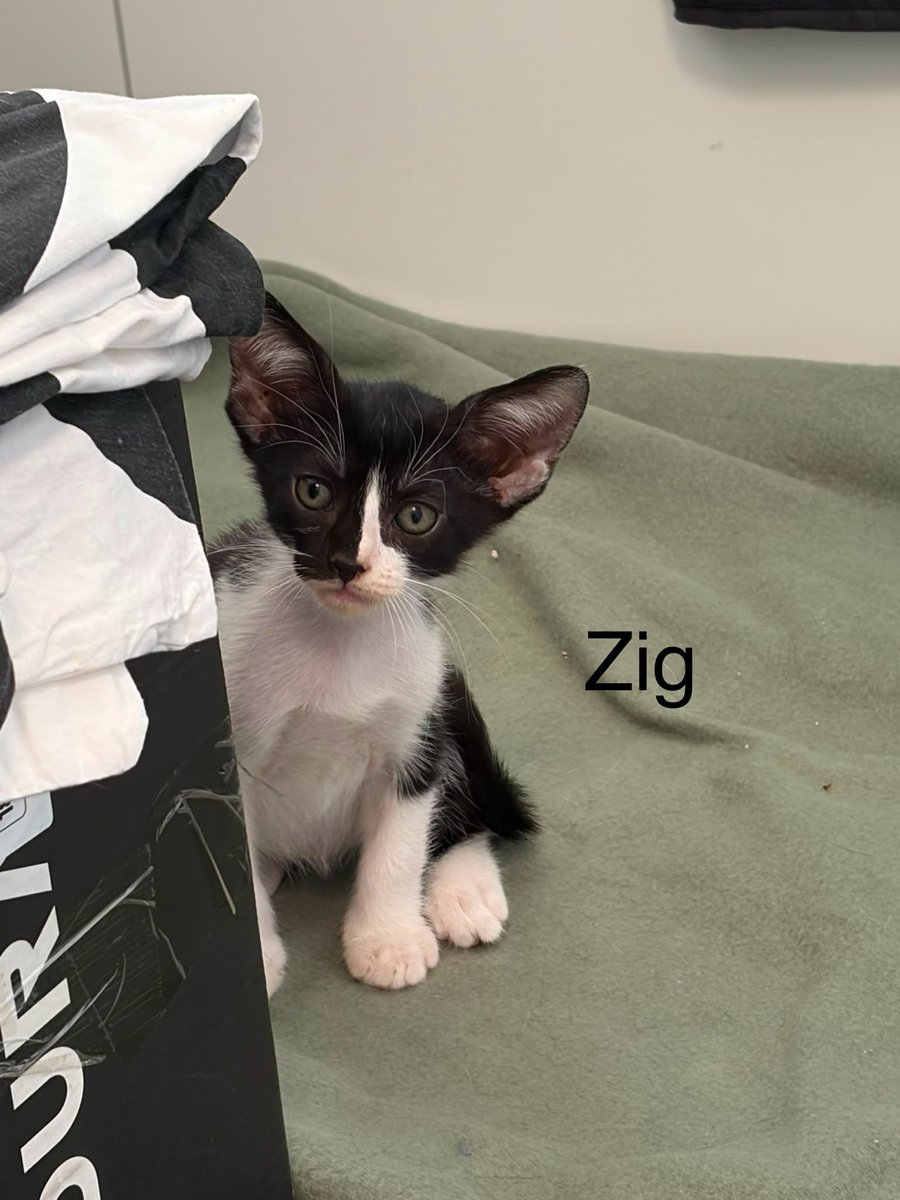f_lo_morant's tweet photo. ZIG, ZAG Y ZOG EN ADOPCIÓN! Son tres hermanitos de dos meses. Son muy juguetones y súper mimosos. Se llevan muy bien con otros gatitos. Buscamos adopción conjunta o por separado. Están en Alicante, pero puede viajar.

655 44 15 14 Ainhoa. https://t.co/H8joYImm9k