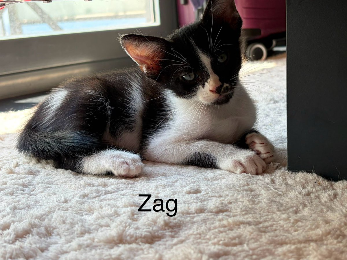 f_lo_morant's tweet photo. ZIG, ZAG Y ZOG EN ADOPCIÓN! Son tres hermanitos de dos meses. Son muy juguetones y súper mimosos. Se llevan muy bien con otros gatitos. Buscamos adopción conjunta o por separado. Están en Alicante, pero puede viajar.

655 44 15 14 Ainhoa. https://t.co/H8joYImm9k