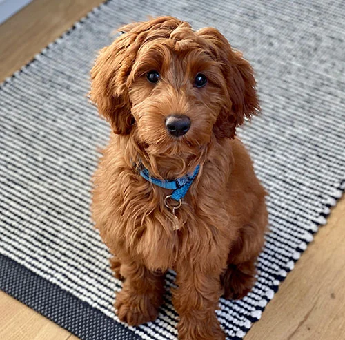 NapoLeon1226391's tweet photo. Je n'ai jamais vécu sans eux, jamais.
Un chien est un membre à part entière de la famille, un fils, un frère qui jamais ne vous trahira.
Ils valent tellement mieux que la majorité de ces cons d'humains...
Si seulement ils pouvaient vivre plus longtemps... https://t.co/59VKjM8WU3