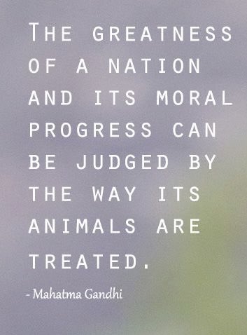 GVeron22's tweet photo. @YSaghal Do Better India. Let Justice Be Served 
#DoBetter 
#TheGreatnessOfANationCanBeJudgedByHowItsAnimalsIsTreated
#Gandhi https://t.co/9ecGzmhNni