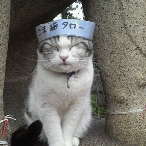 sunsetiessk86c's tweet photo. приветик, я тоже хочу себе здесь друзей как из аушек, поэтому давайте общаться. 
какая у вас любимая порода кошечек??? Мне нравятся мейн-куны) https://t.co/WQUzVl9aMX