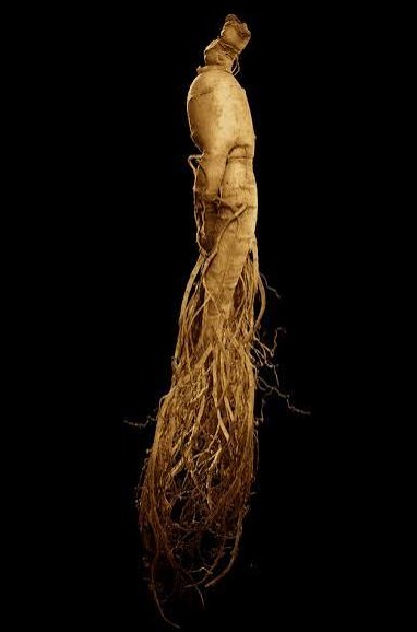 HealthOrganica_'s tweet photo. Many people ignore this real natural herb.🌿

Improves your manhood with this herbal remedy.

Boost libido, increase endurance, and improve testosterone.
Take 1 tbs ginseng powder with warm milk  couple of times daily for 30 days. https://t.co/tgtdbWAJW3