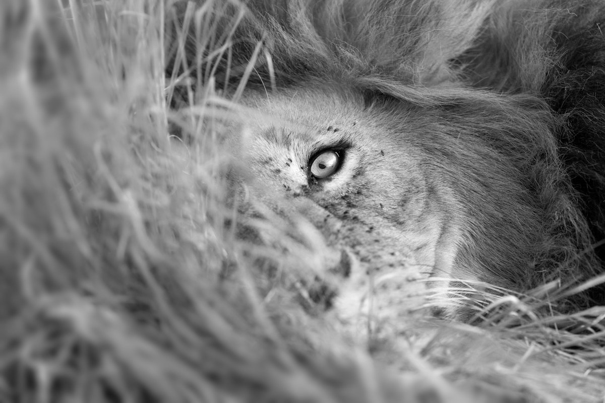 bernabephoto's tweet photo. Postcards from Kenya https://t.co/EsGpnEb5zS
