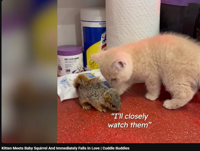 SolEmperror's tweet photo. could be an animal runner.
"This kitten's new best friend wasn't another cat — it was a baby squirrel"
The name of the kitten and squirrel is Cheeto and Nuts.
the perfect ticker, CAN. we CAN run, we CAN spawn the runner.
Cheeto and Nuts the article from today https://t.co/xLKcxwVWOO
The image on the web isnt the animals, the animals are in this vid https://t.co/u3gCj8fyqz