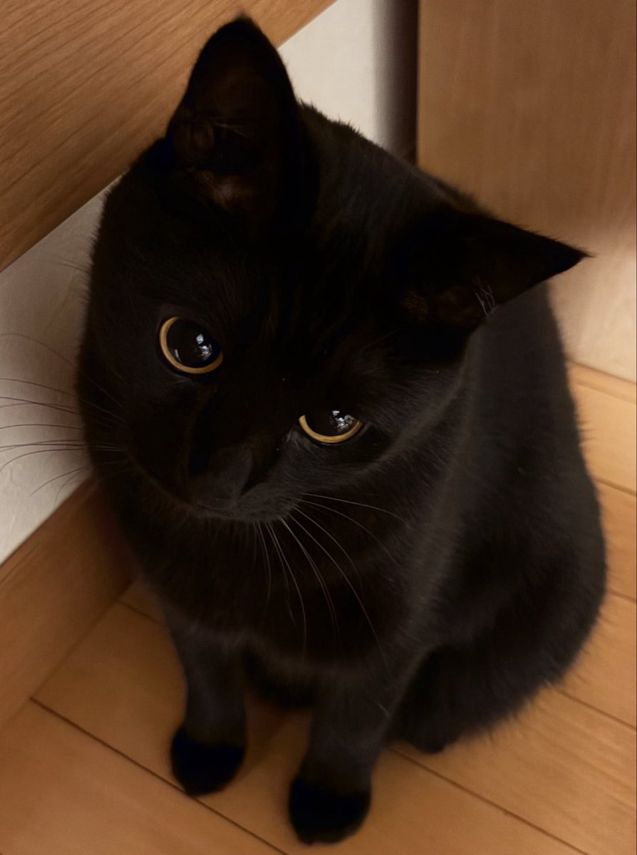 uni_kuroneko's tweet photo. 宝石みたいなおめめ。💎.*

#黒猫 https://t.co/eJzJLKx0Sa