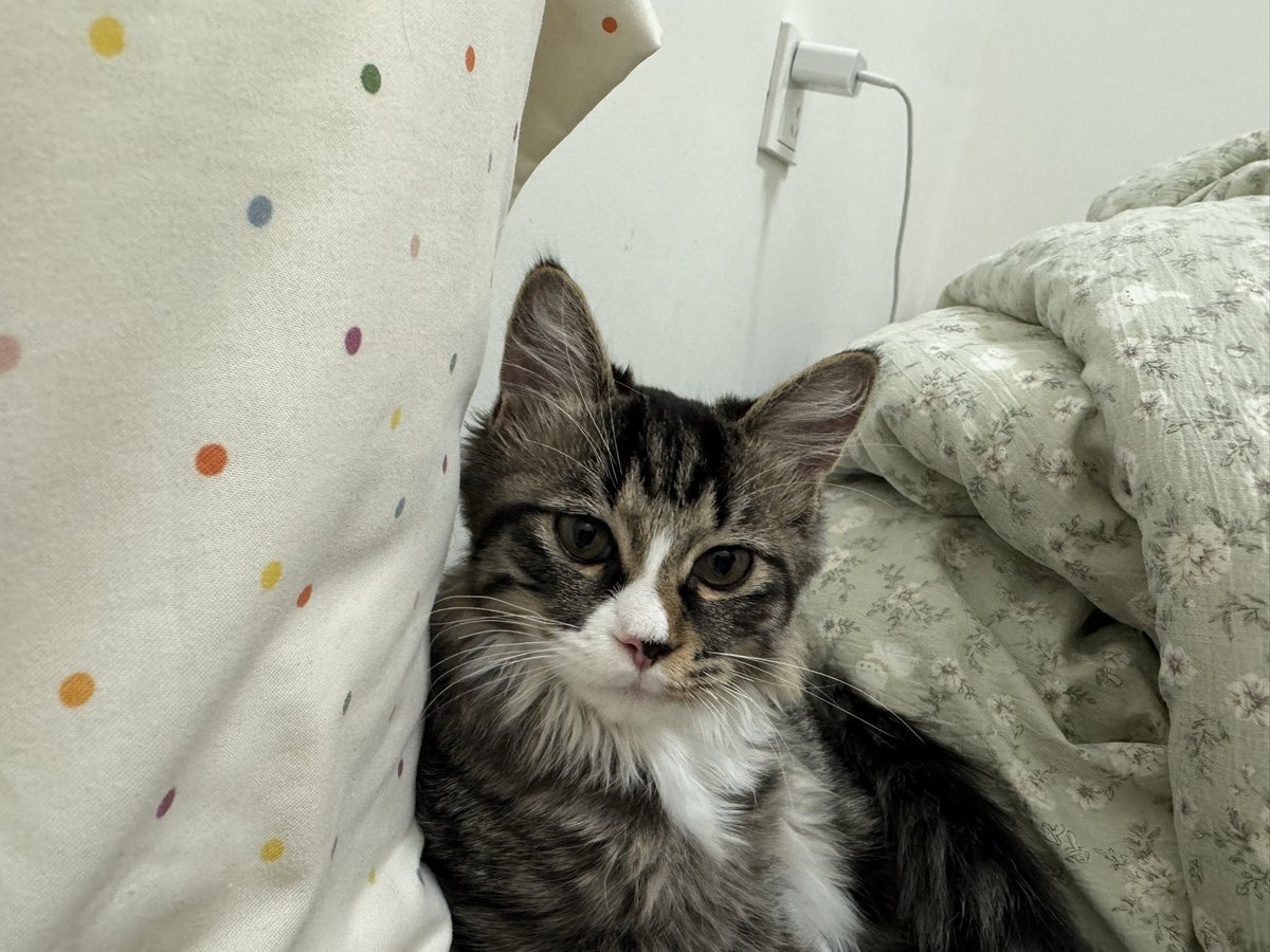 LXYje's tweet photo. 闺蜜的小猫真的萌死了 好可爱！！！ https://t.co/GoTh4OtS2Y