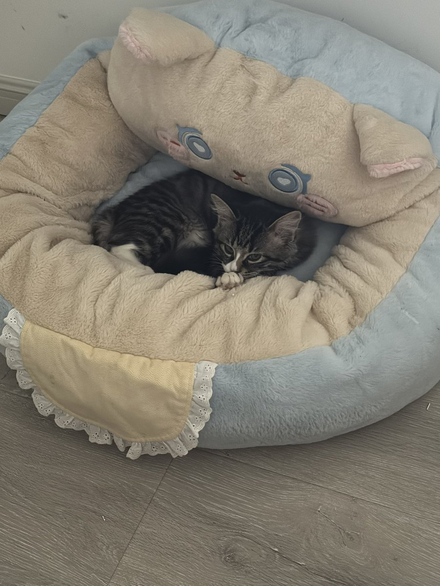 LXYje's tweet photo. 闺蜜的小猫真的萌死了 好可爱！！！ https://t.co/GoTh4OtS2Y