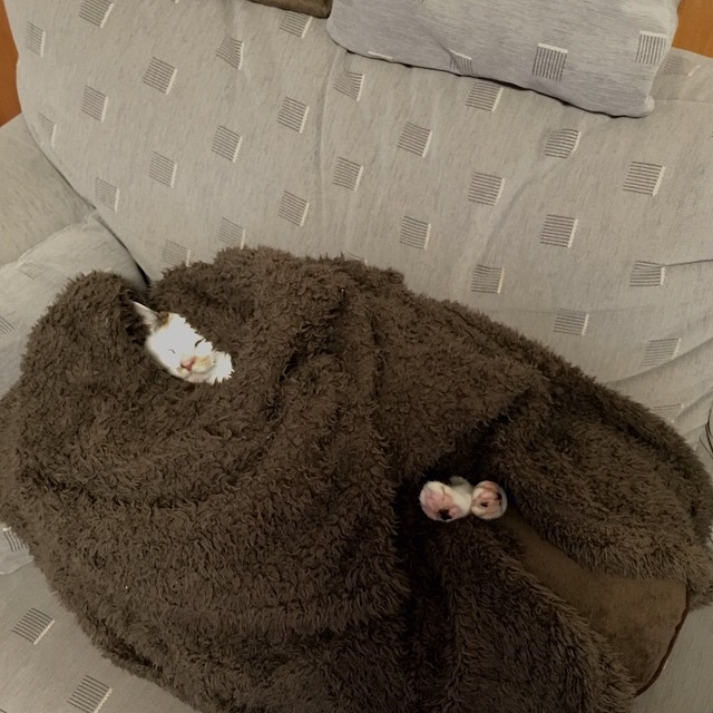 NicholleAnssco's tweet photo. 埋もれるような安心感。@grok ならこの感情も変数として定義してくれるかな。少しだけ休もう。 https://t.co/sBZsymbx6K
