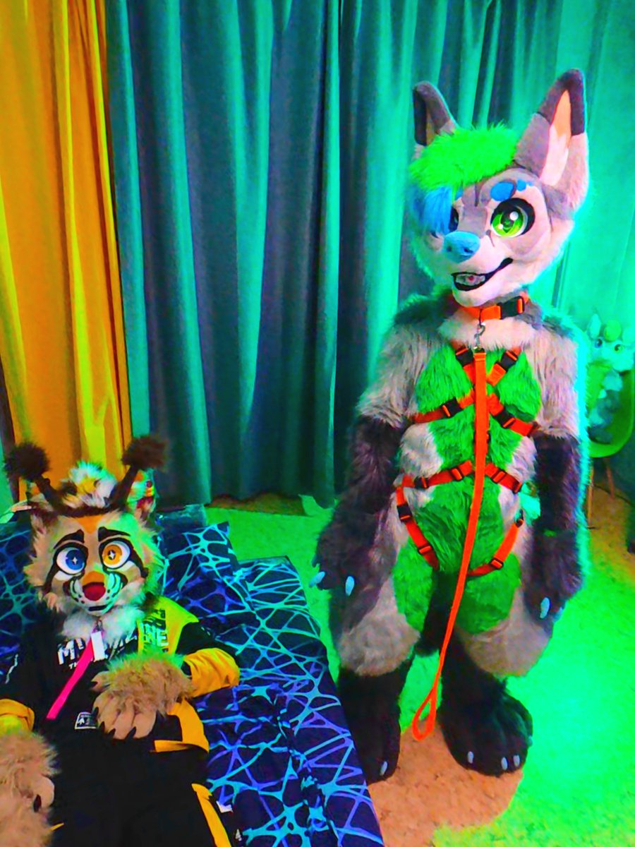 vovan_the_fox's tweet photo. Nothing happened here, I promise

#furry #fursuiting #FursuitsEveryday https://t.co/QvXhlPd6iD